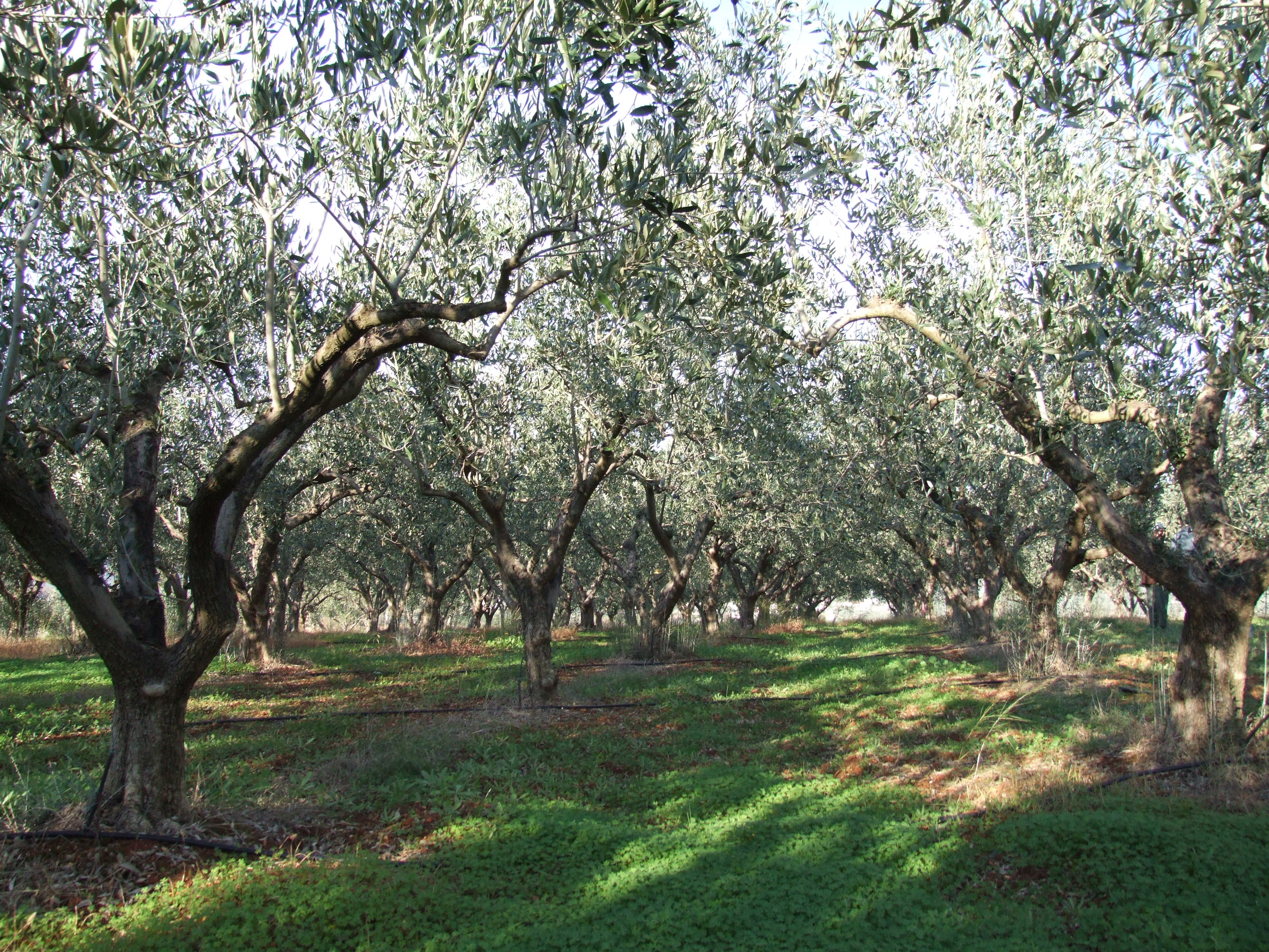 this is the olive grove where this twig grew